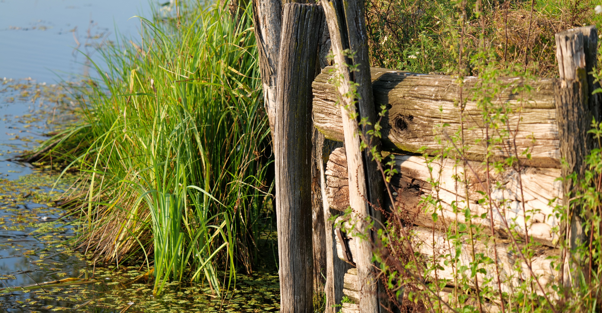 Marais poitevin en juin 2026