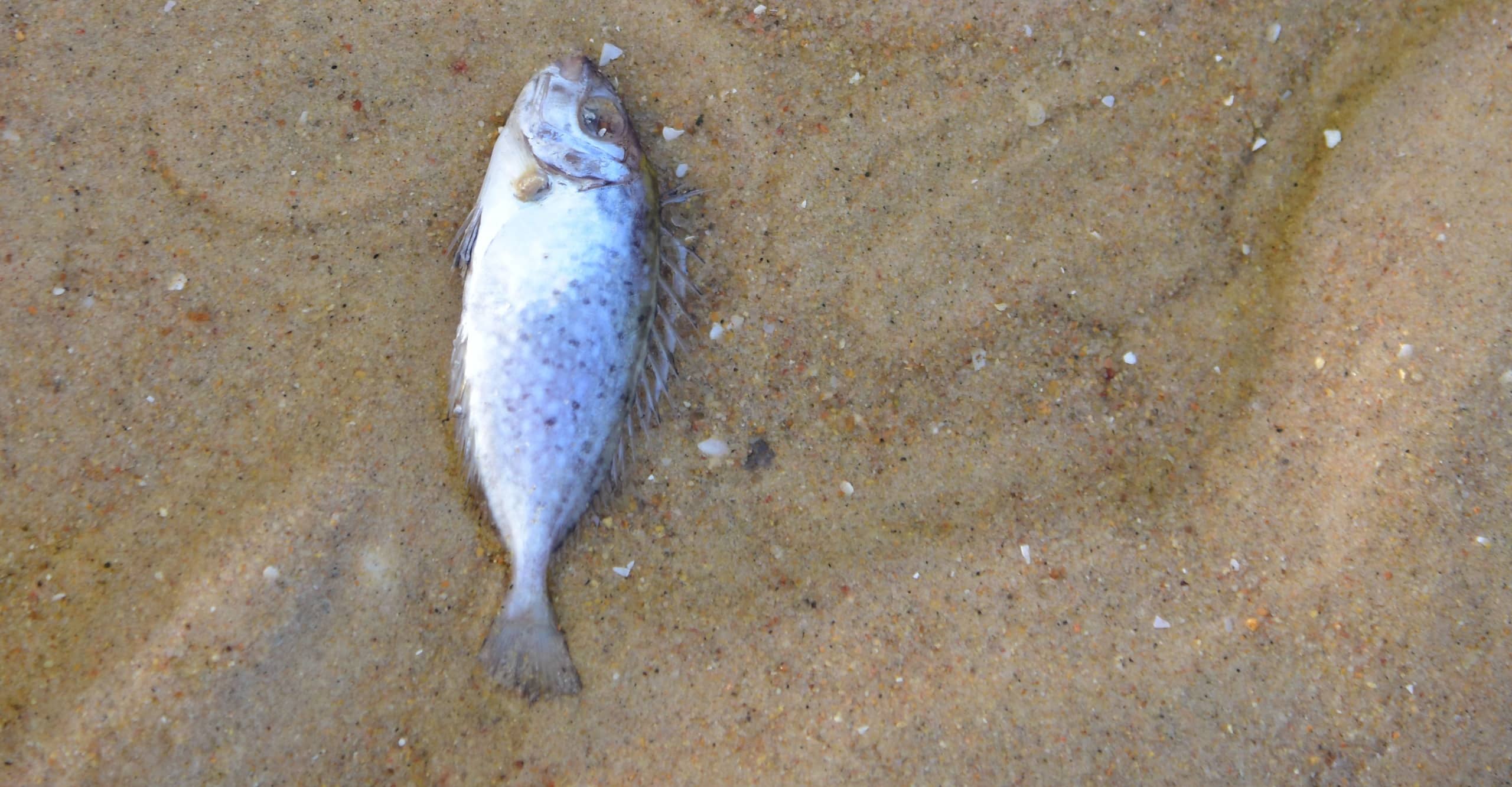 Pêche en 1re catégorie en Deux-Sèvres