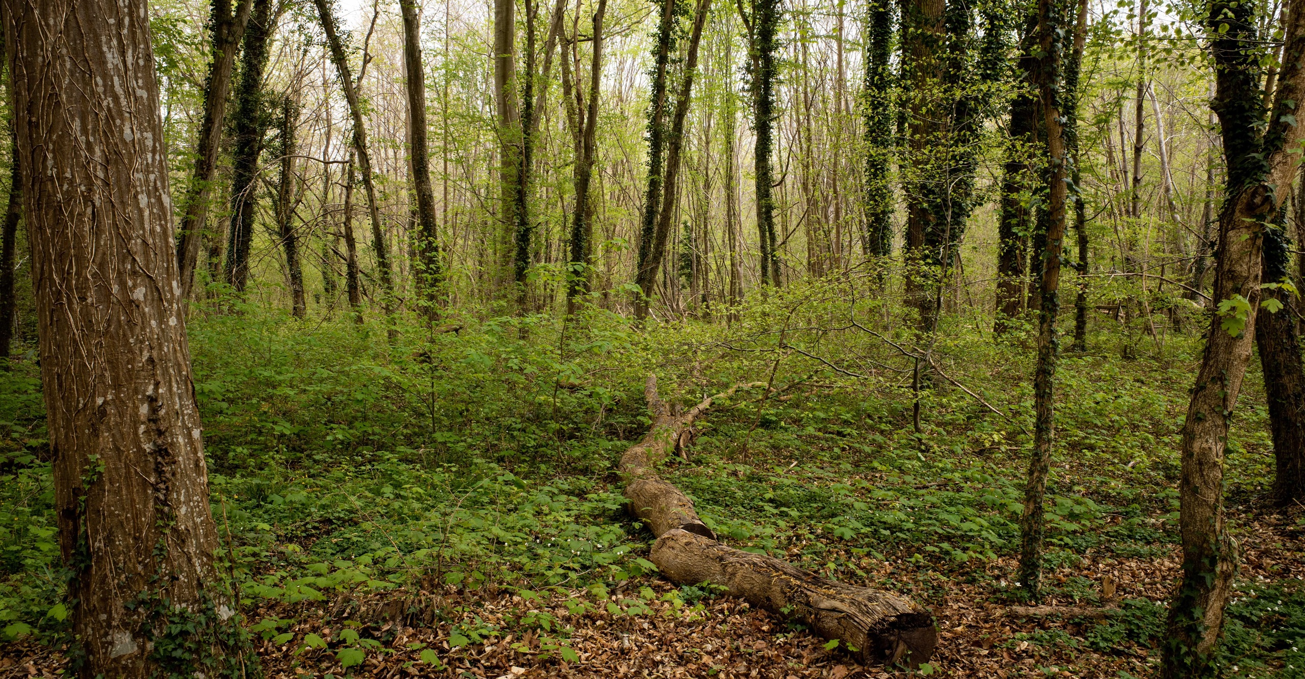 Restrictions dans les forêts des Deux-Sèvres