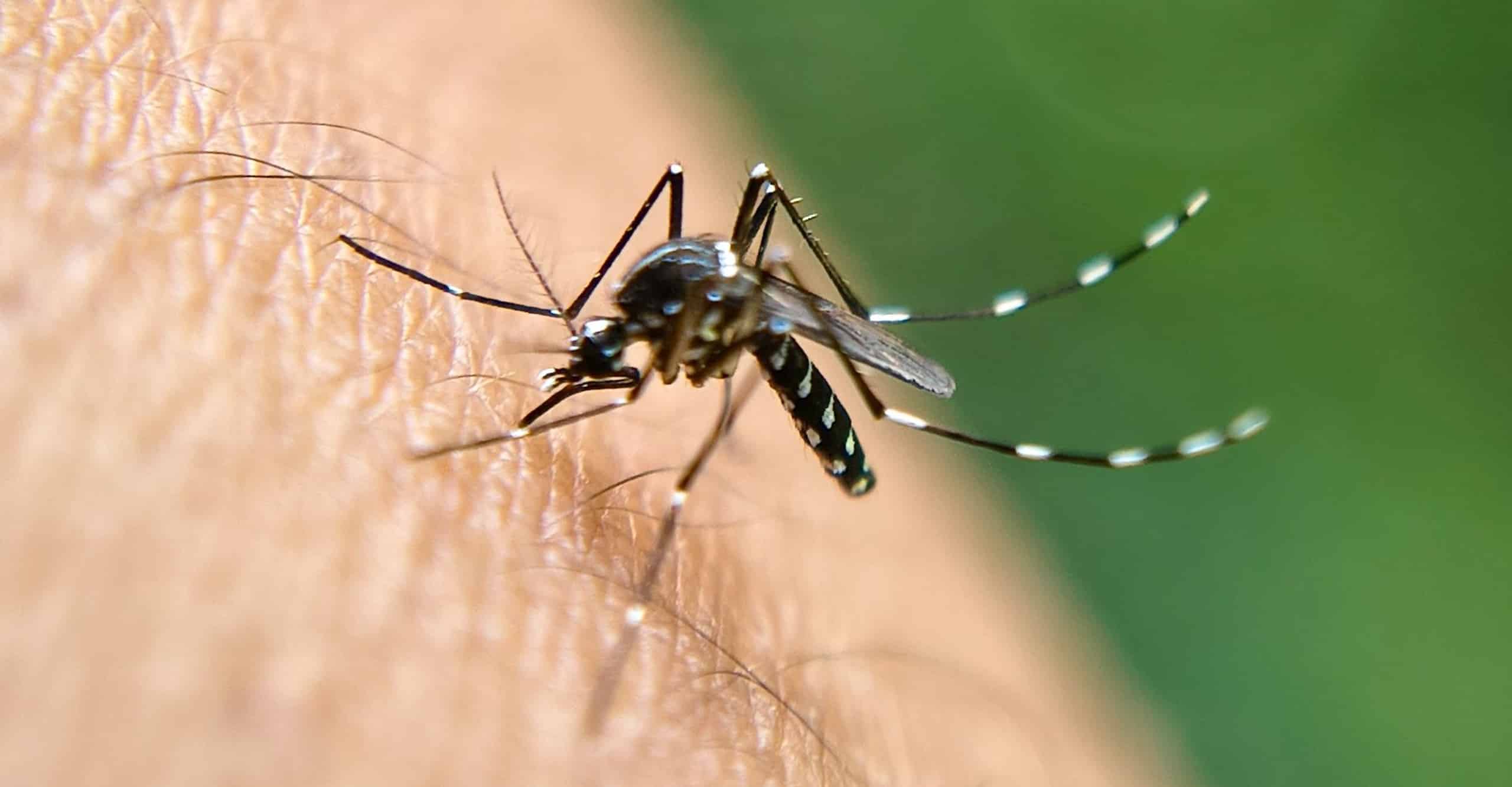 Dengue dans les Deux-Sèvres moustique tigre